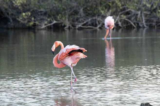 Europæisk flamingo