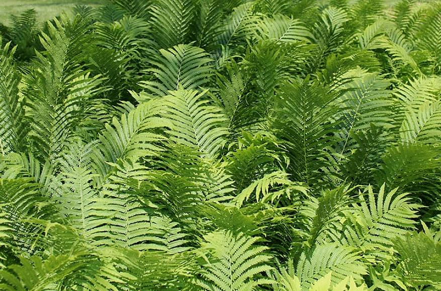 Staghorn-bregner (fra slægten Platycerium) ligner meget hjorte- eller elge-gevirer