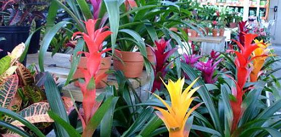 De fleste mennesker får bromeliads som gaveplanter