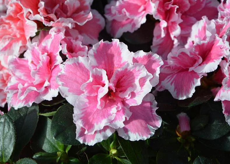 Efter en sådan for tidlig blomstring går disse azalea blomsterknopper tabt for dig for