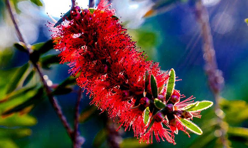 Melaleuca viminalis eller Callistemon viminalis