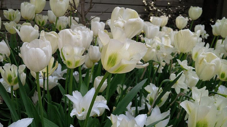 Rød kvist kornved (Cornus alba "Elegantissima")