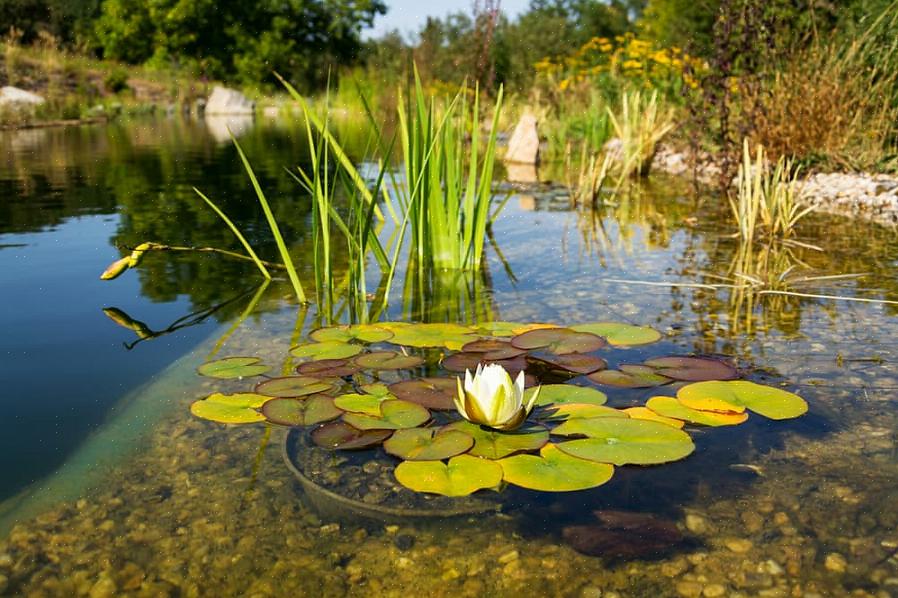 Æstetikken i en naturlig pool kan udskyde nogle svømmere